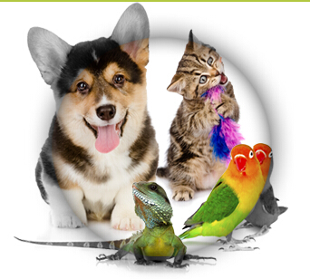 德扑圈iOS安卓下载