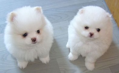 德扑圈官方网站