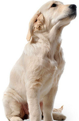 德扑圈官方客服