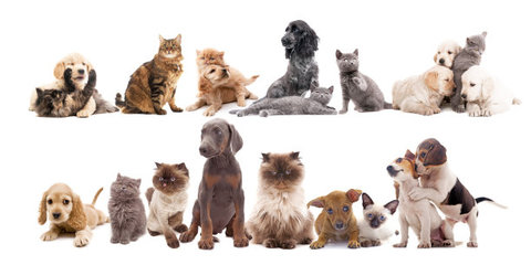 真人德扑圈俱乐部客服推荐